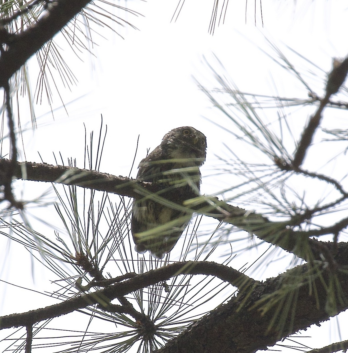 Northern Pygmy-Owl (Mountain) - ML617540340