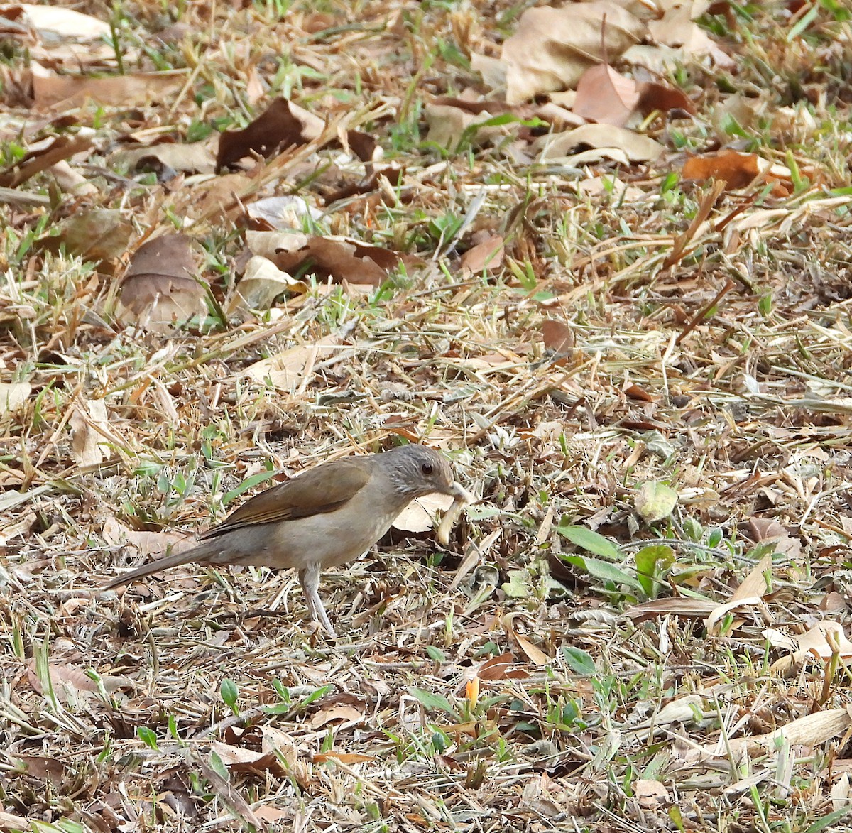 Pale-breasted Thrush - ML617540356