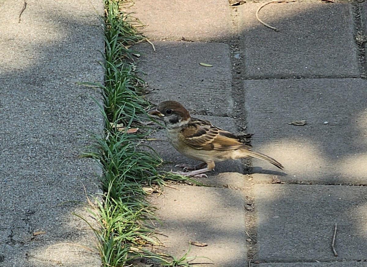 Eurasian Tree Sparrow - ML617540463