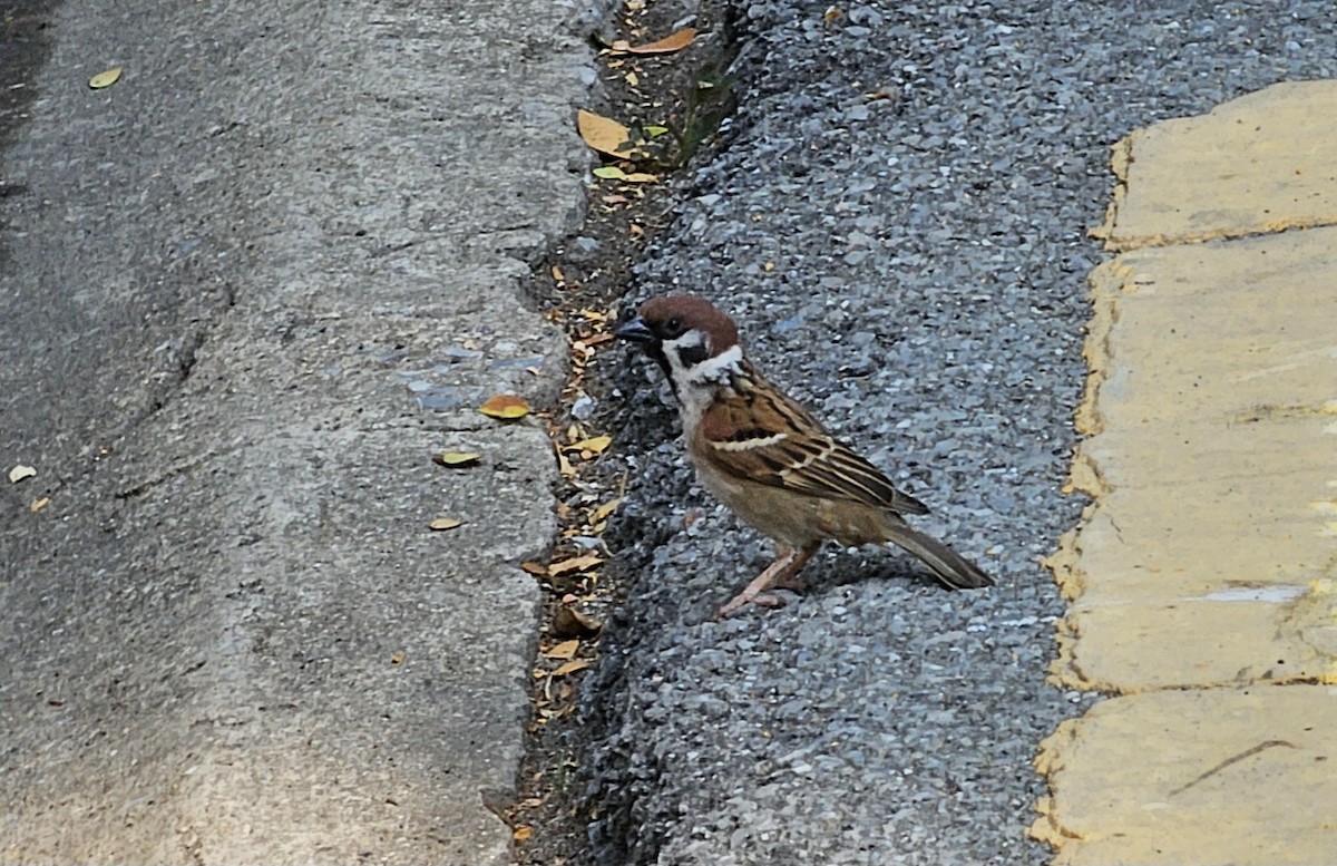 Eurasian Tree Sparrow - ML617540465