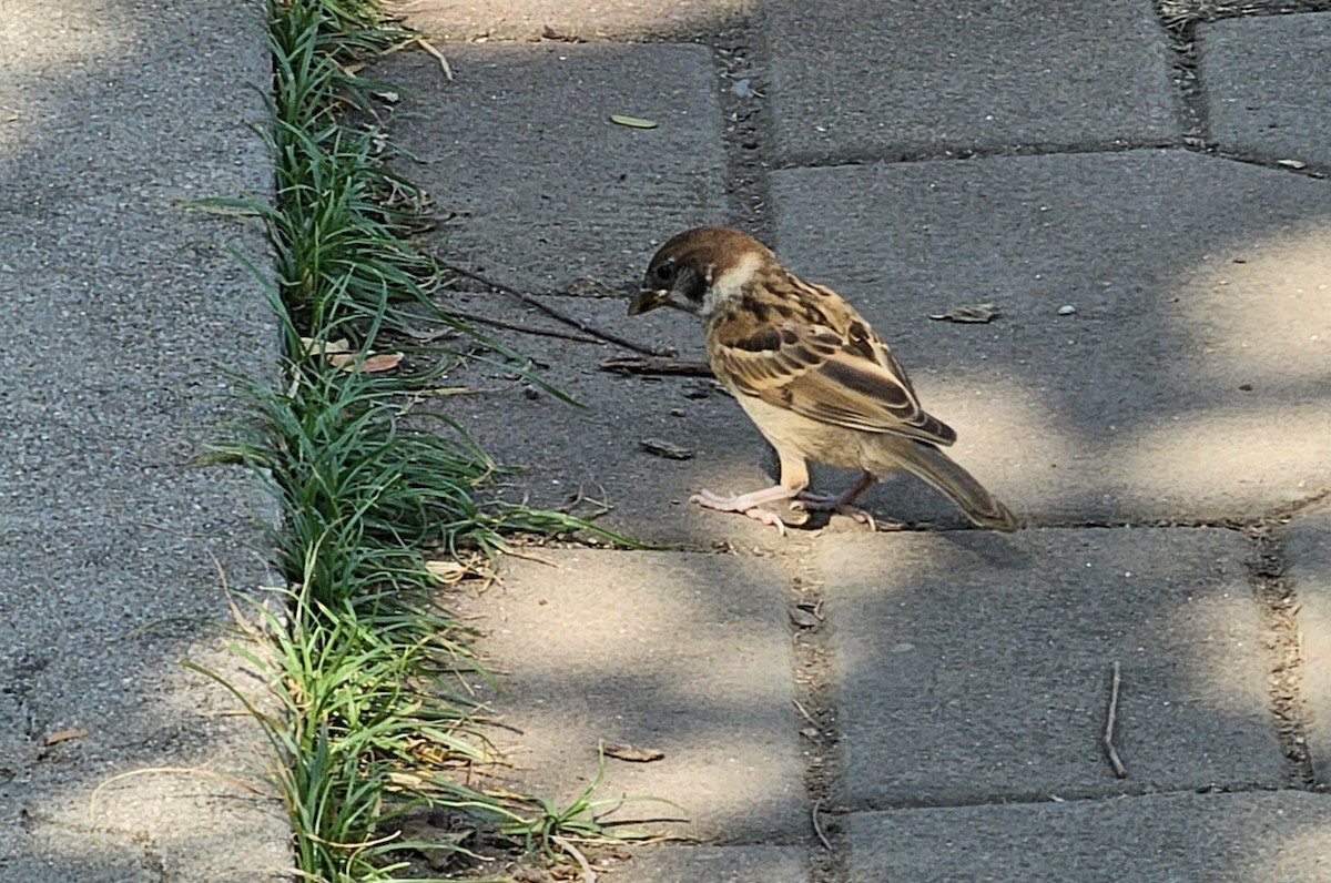 Eurasian Tree Sparrow - Gehan Rajeev