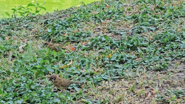 Eurasian Tree Sparrow - ML617540468