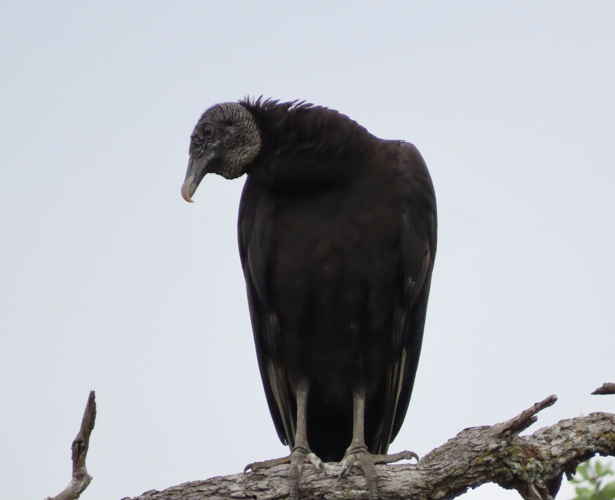 Black Vulture - George Chrisman