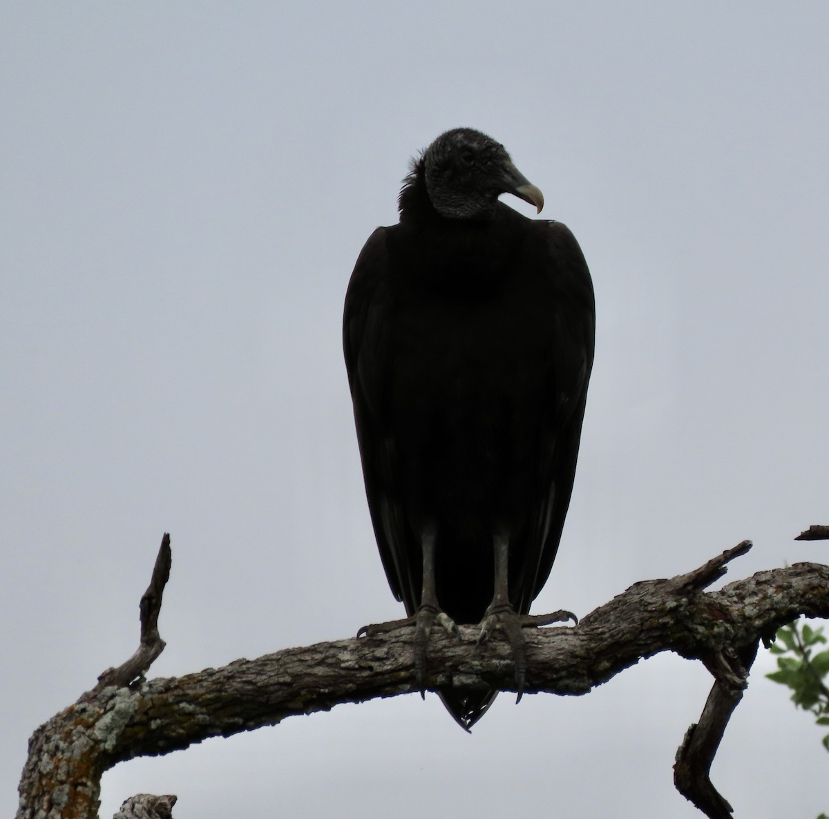 Black Vulture - ML617540504