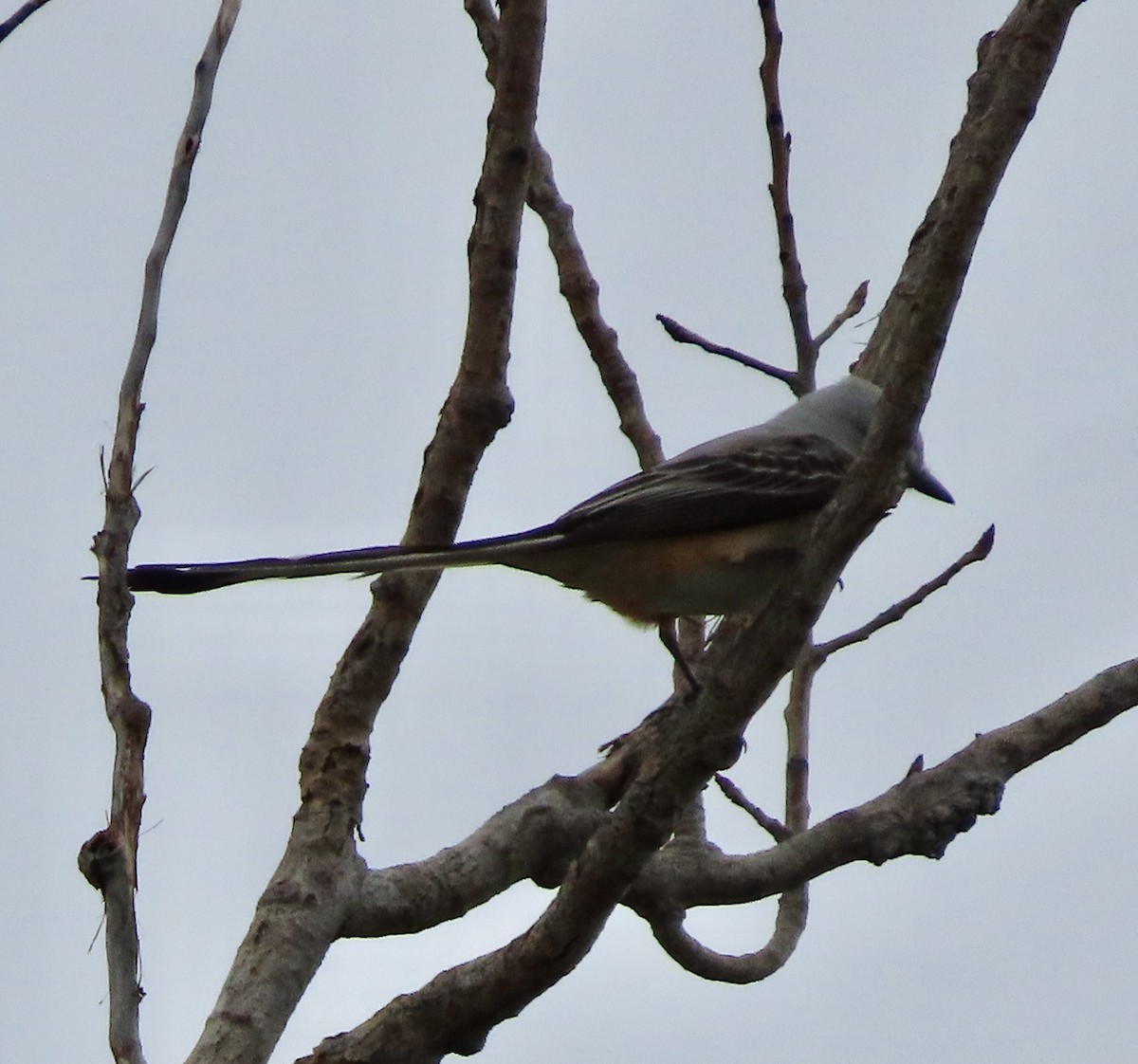 Scissor-tailed Flycatcher - George Chrisman