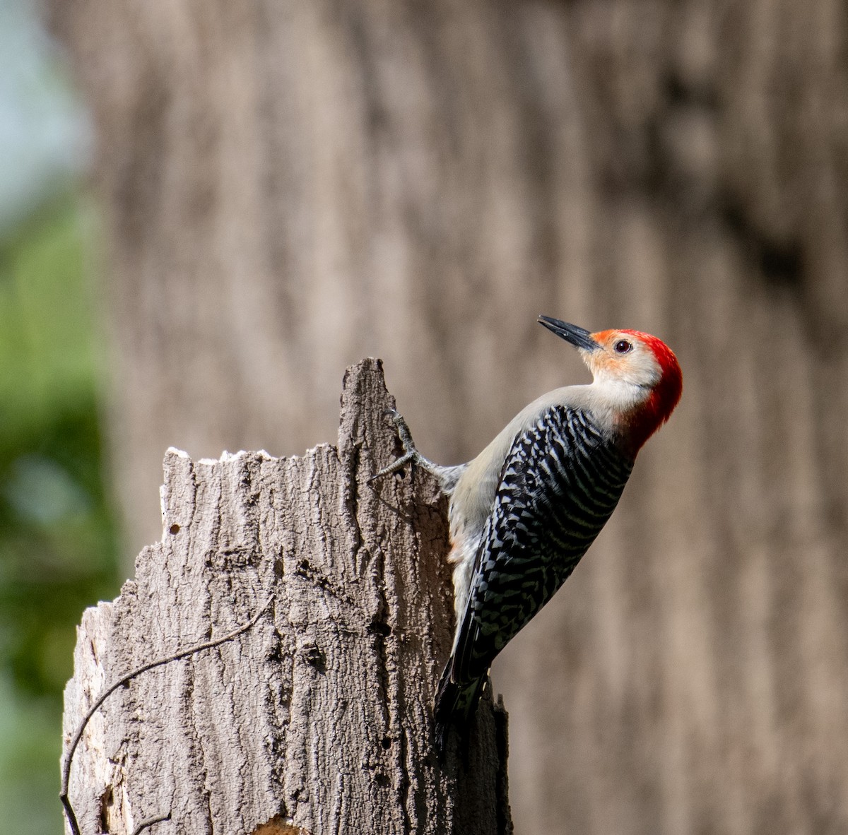 Red-bellied Woodpecker - Marilyn White