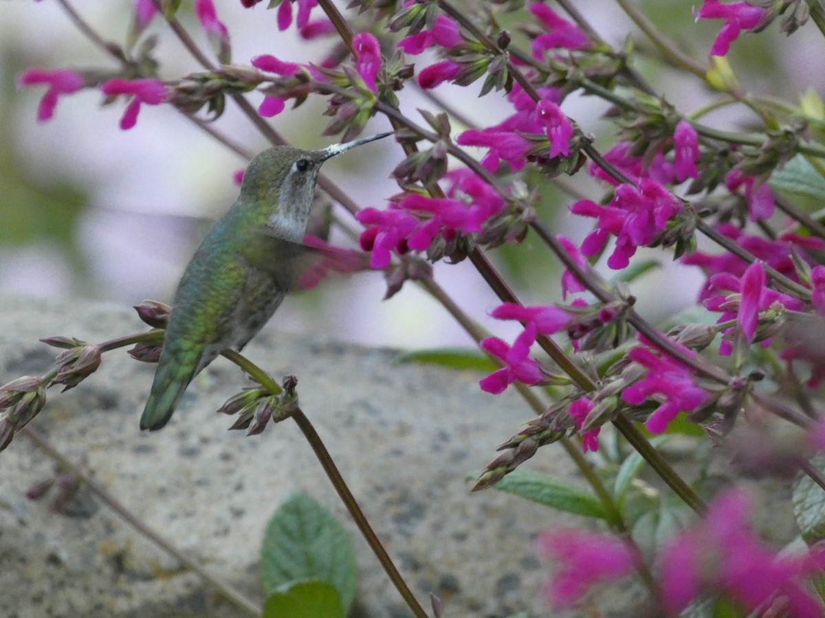 Anna's Hummingbird - Libby Patten