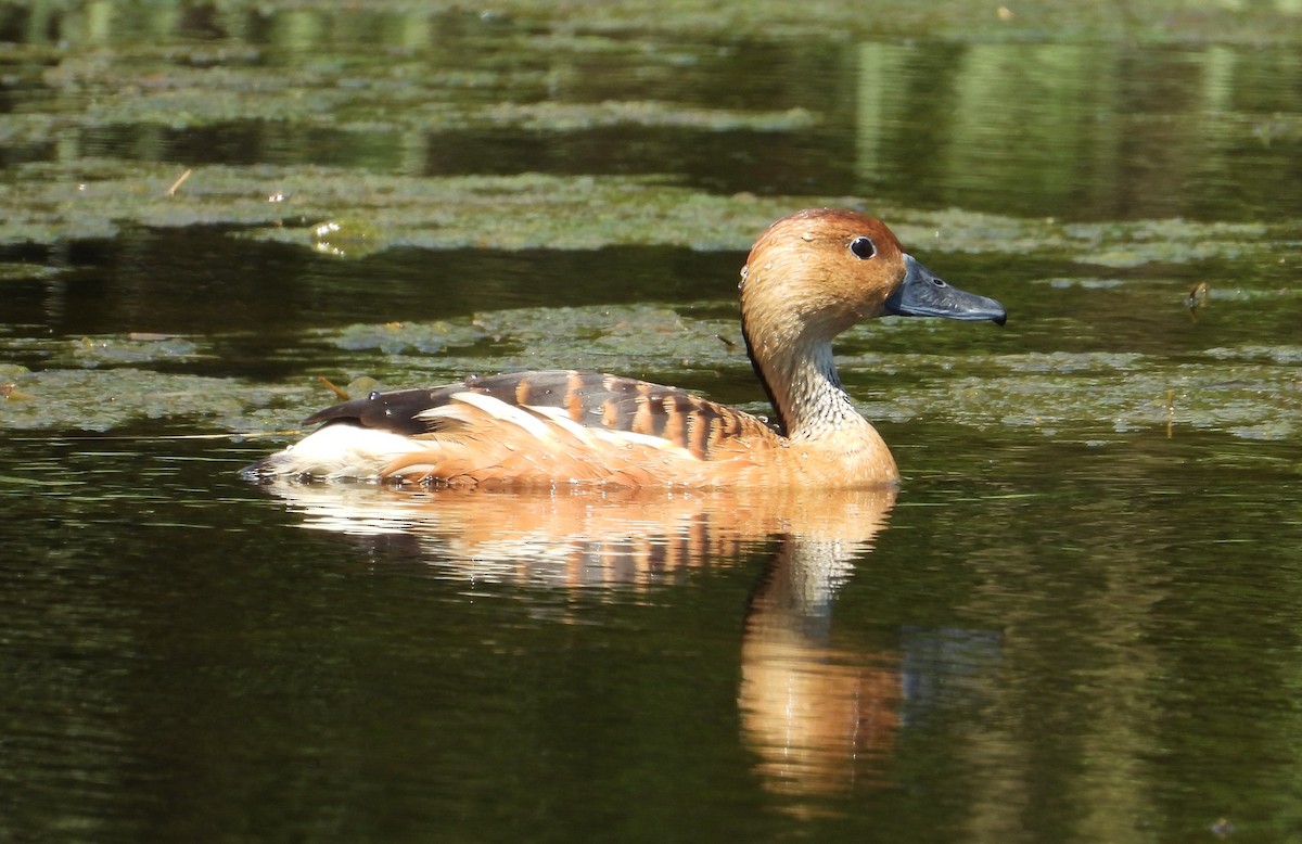 Fulvous Whistling-Duck - ML617540750