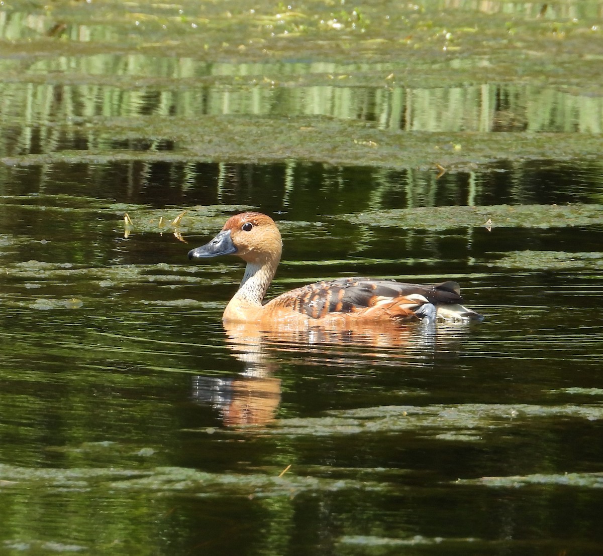Fulvous Whistling-Duck - ML617540751