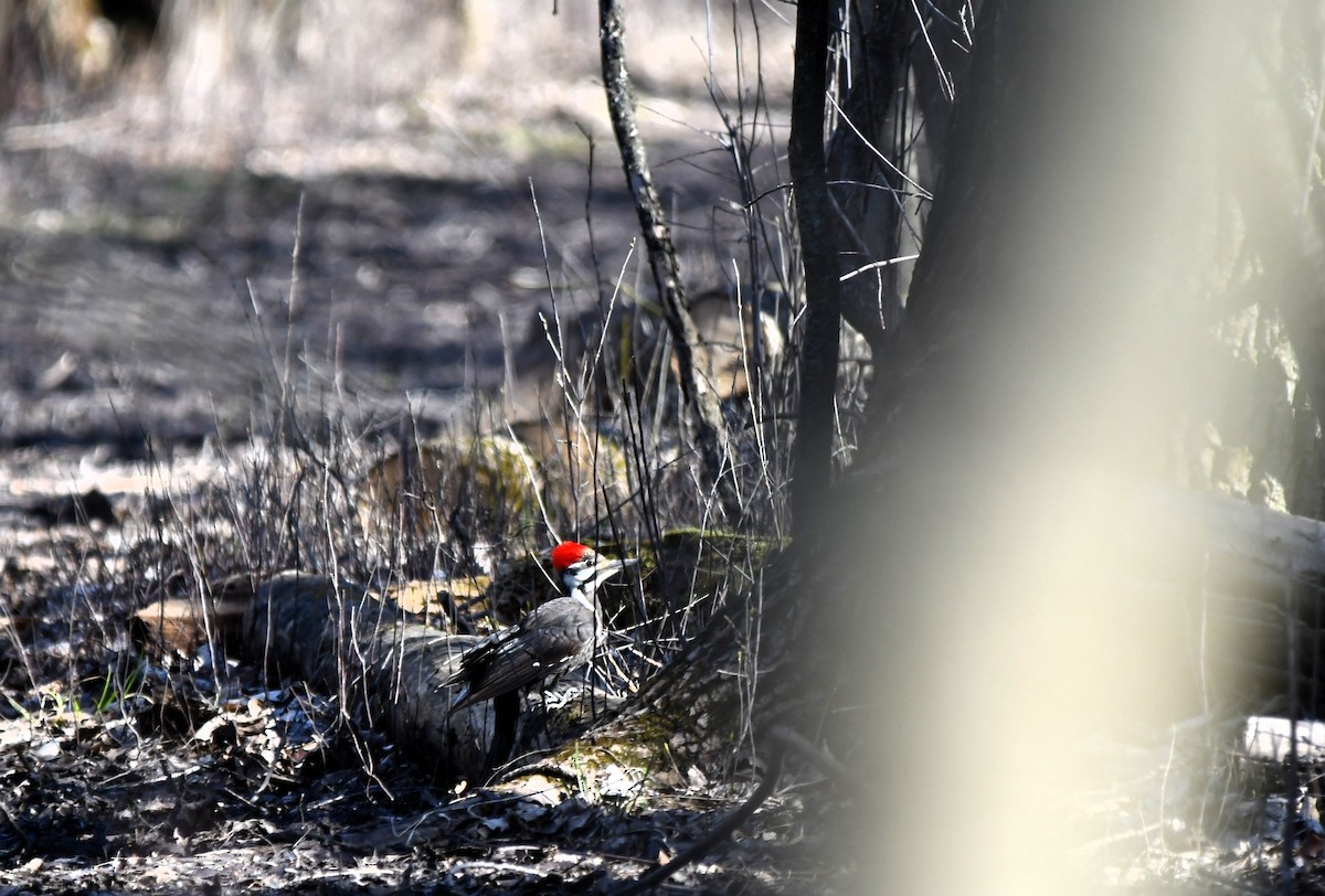 Pileated Woodpecker - ML617540763