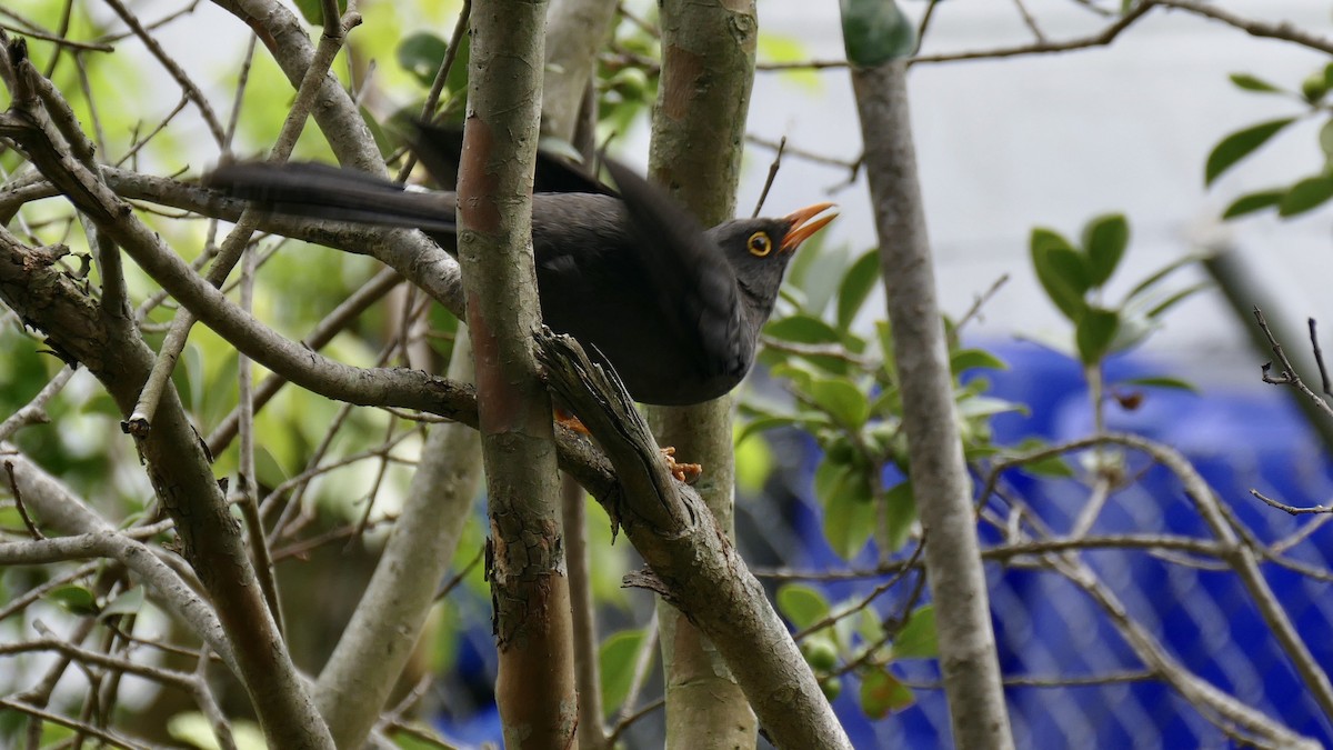 Great Thrush - Quentin Brown