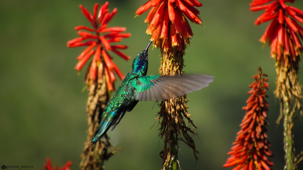 kolibřík modrolící - ML617540927