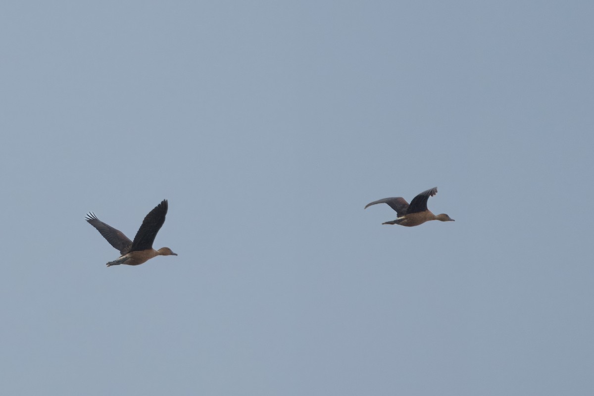 Fulvous Whistling-Duck - ML617540947