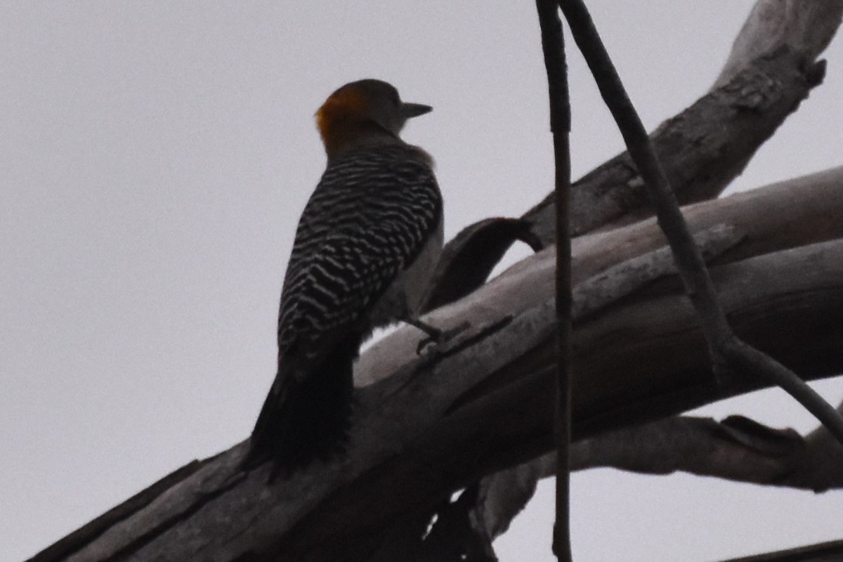 Golden-fronted Woodpecker - ML617540954