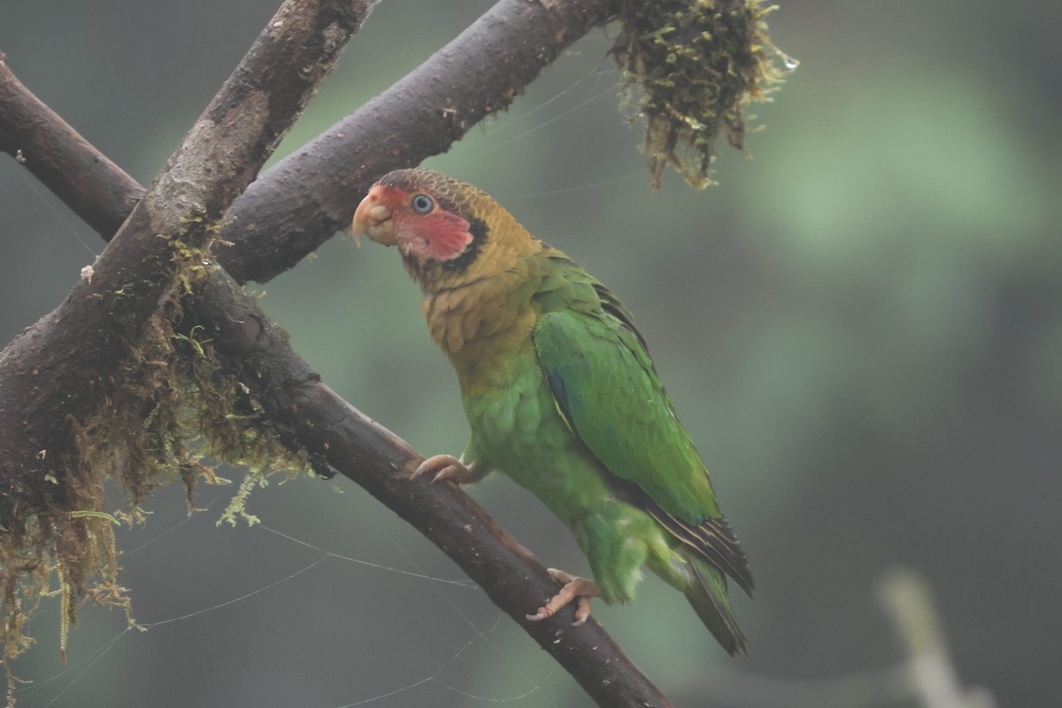 Rose-faced Parrot - Roberto Cedeño