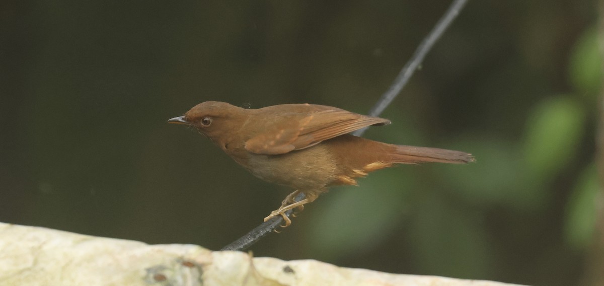 Rufous-brown Solitaire - ML617541192