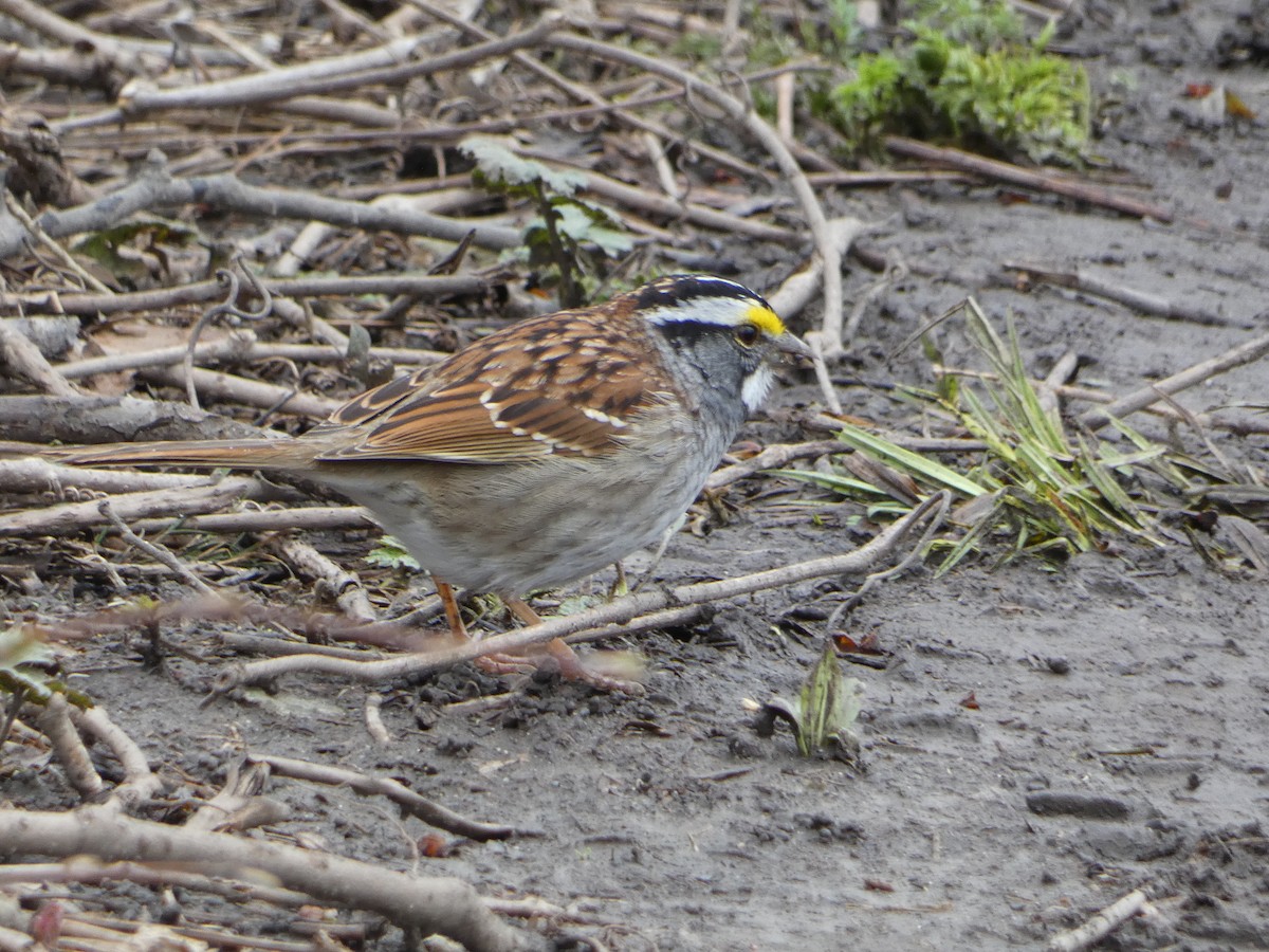 White-throated Sparrow - ML617541213