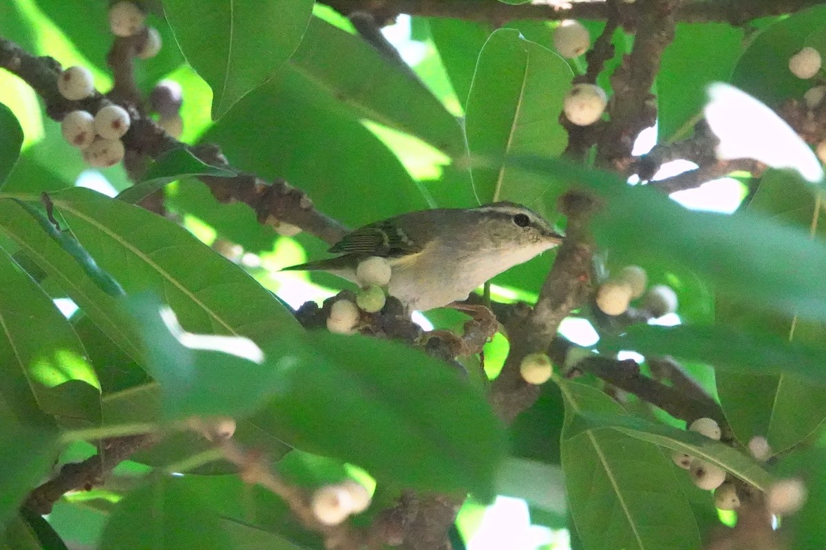 Yellow-browed Warbler - ML617541215