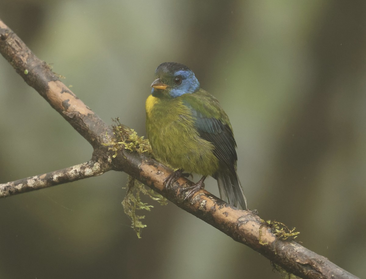 Moss-backed Tanager - ML617541241