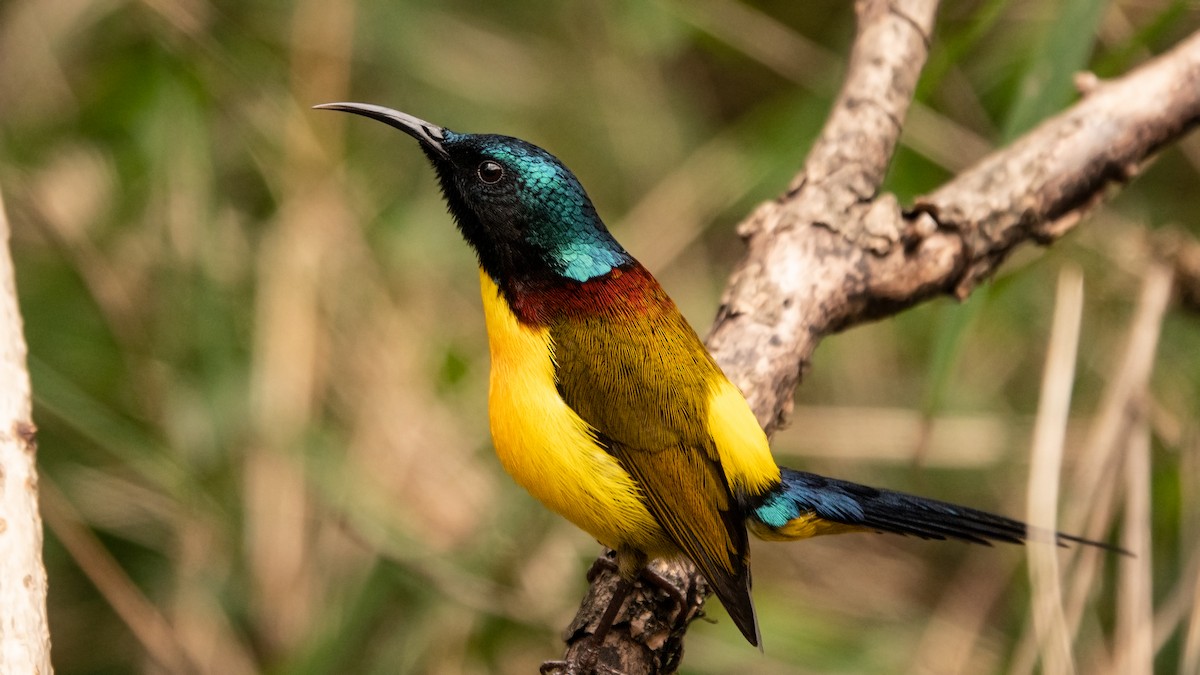 Green-tailed Sunbird - Garima Bhatia