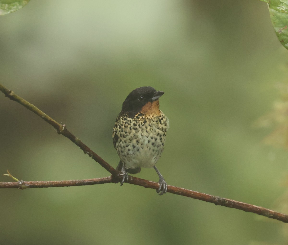 Rufous-throated Tanager - ML617541273