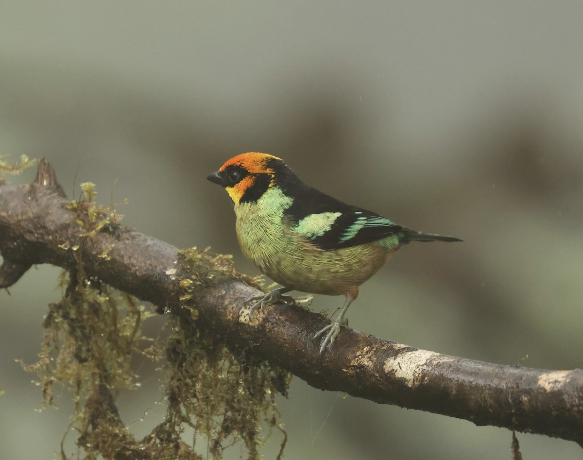 Flame-faced Tanager - ML617541285