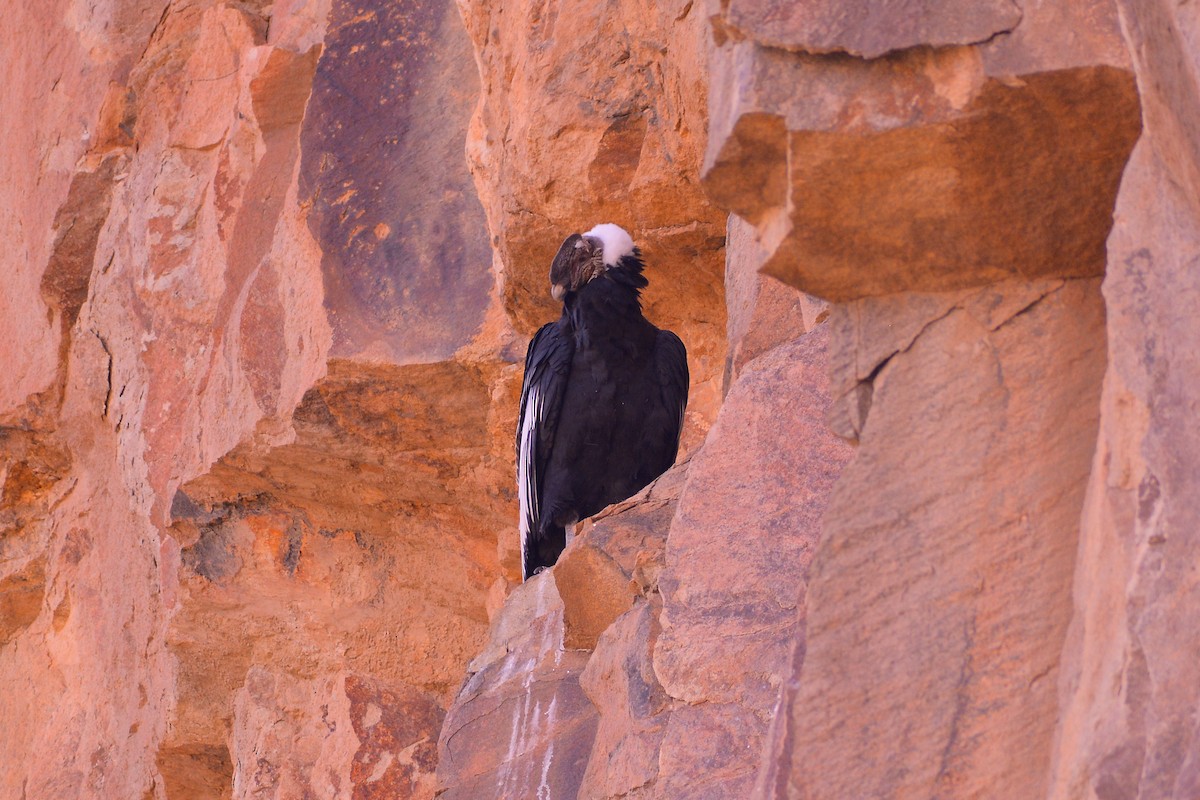 Andean Condor - ML617541316