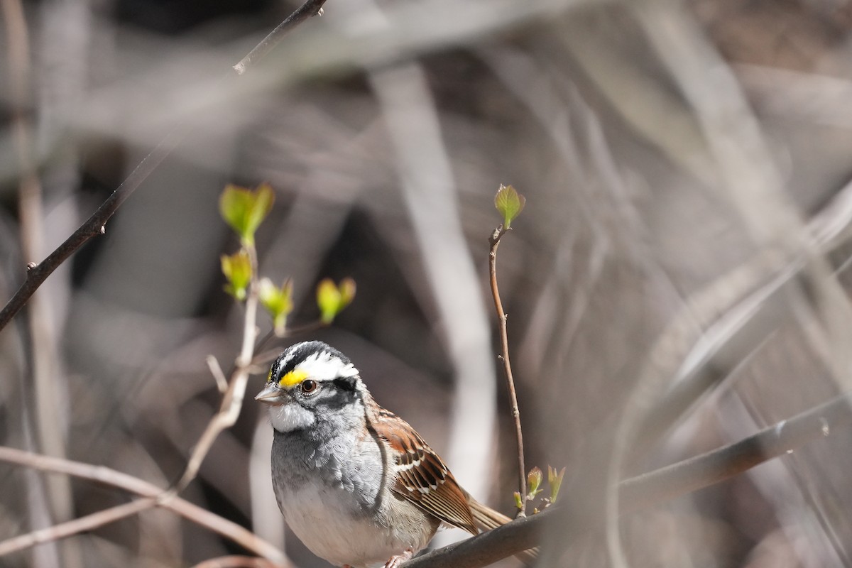 White-throated Sparrow - ML617541329