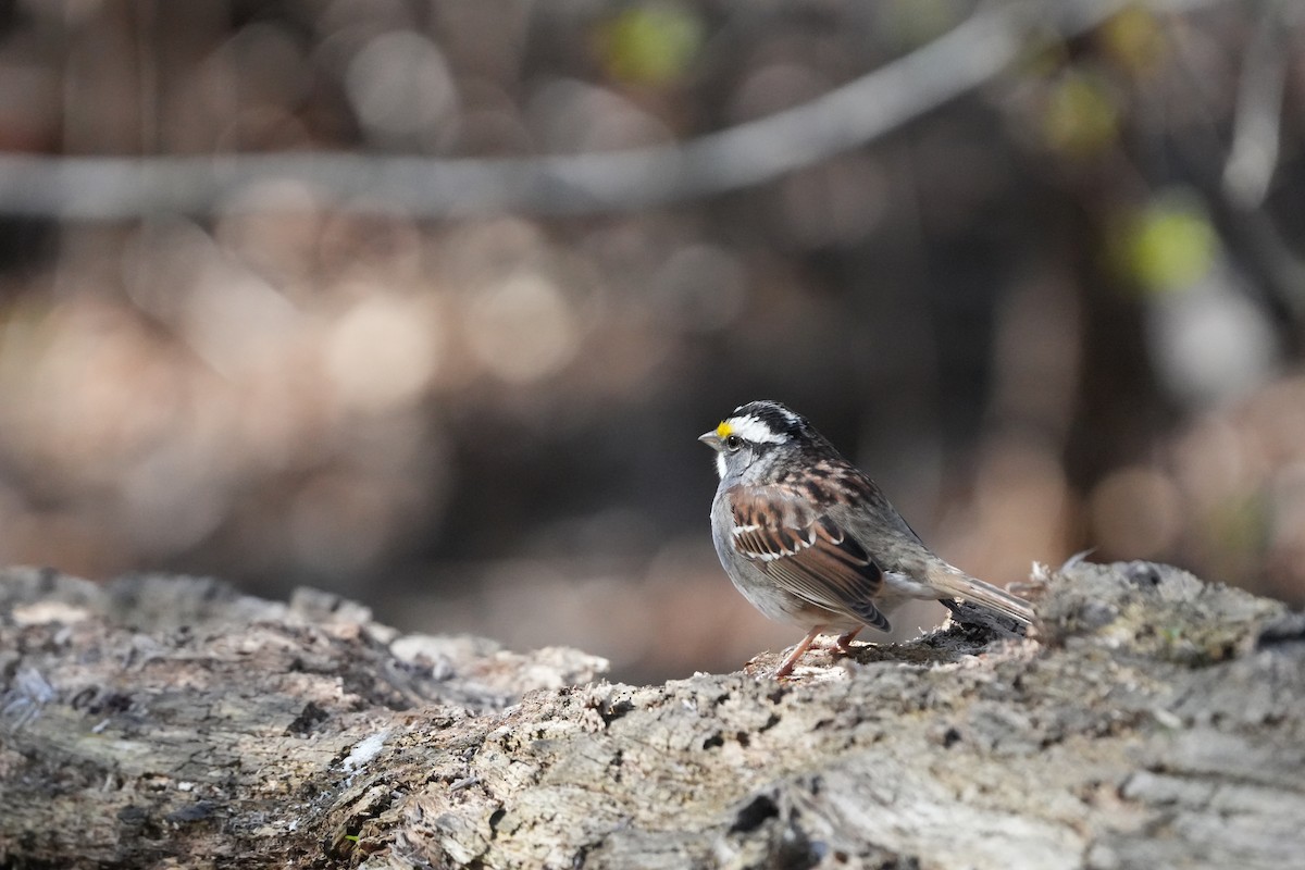 White-throated Sparrow - Tony Birder