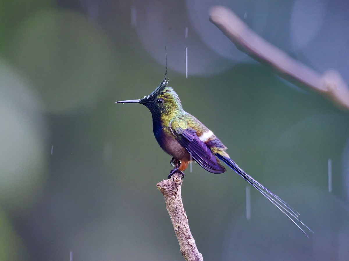 Wire-crested Thorntail - ML617541364