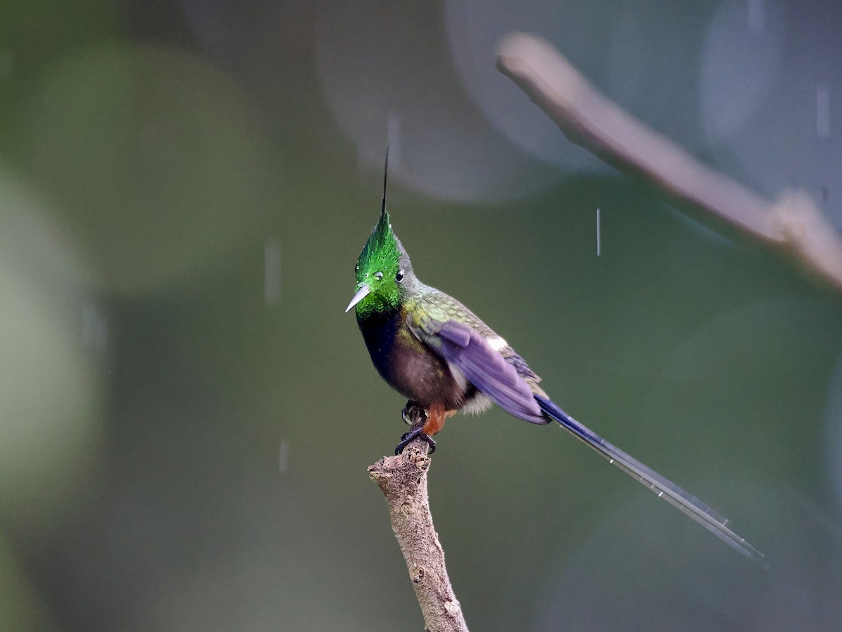 Wire-crested Thorntail - ML617541365