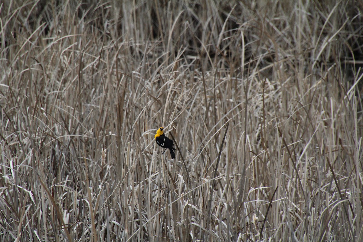 Yellow-headed Blackbird - ML617541445
