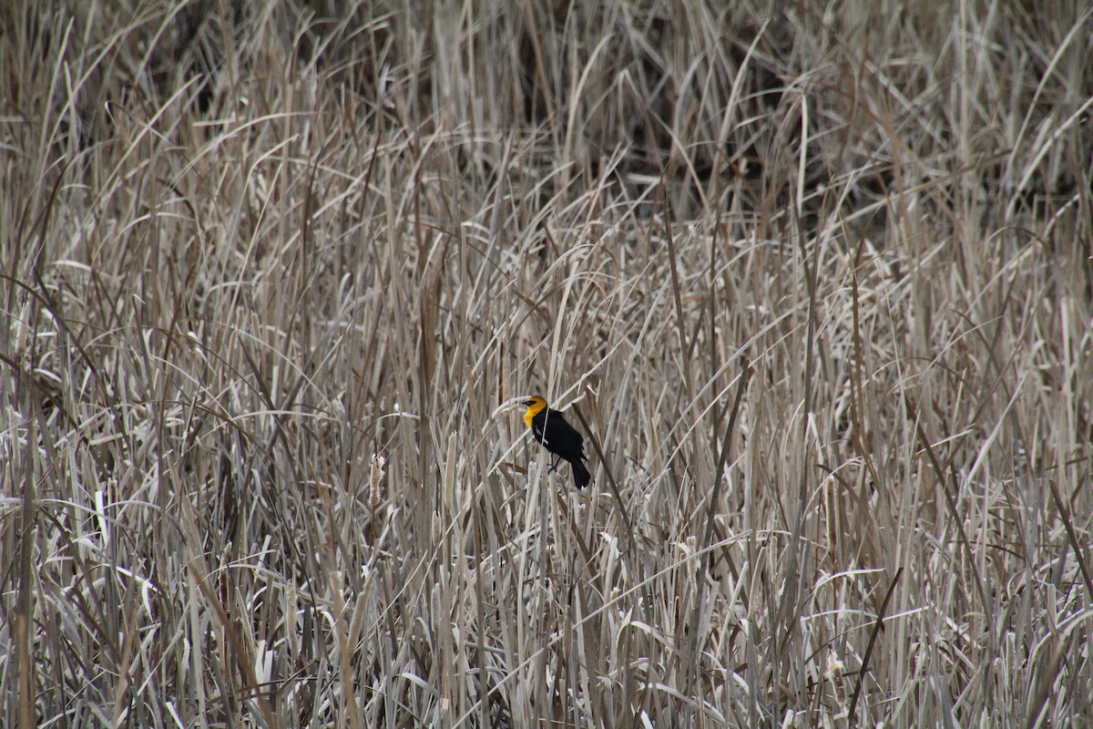 Yellow-headed Blackbird - ML617541446