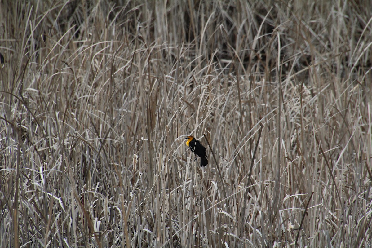 Yellow-headed Blackbird - Ann Monk