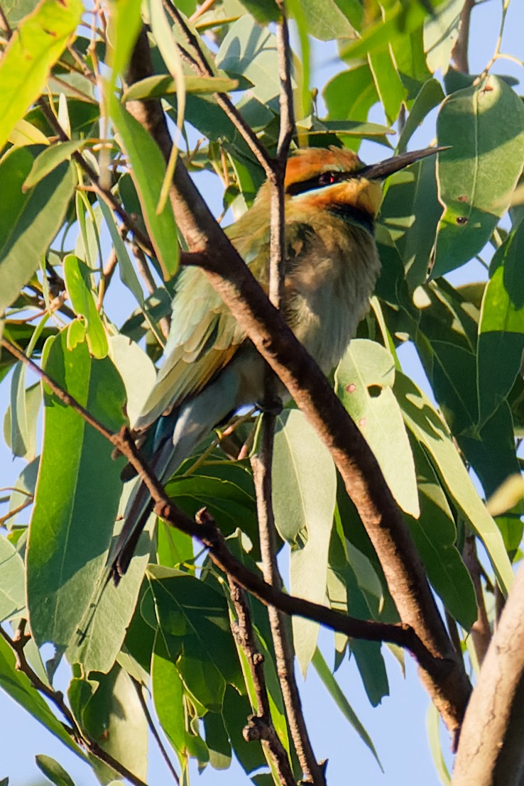 Rainbow Bee-eater - Nathan Hentze