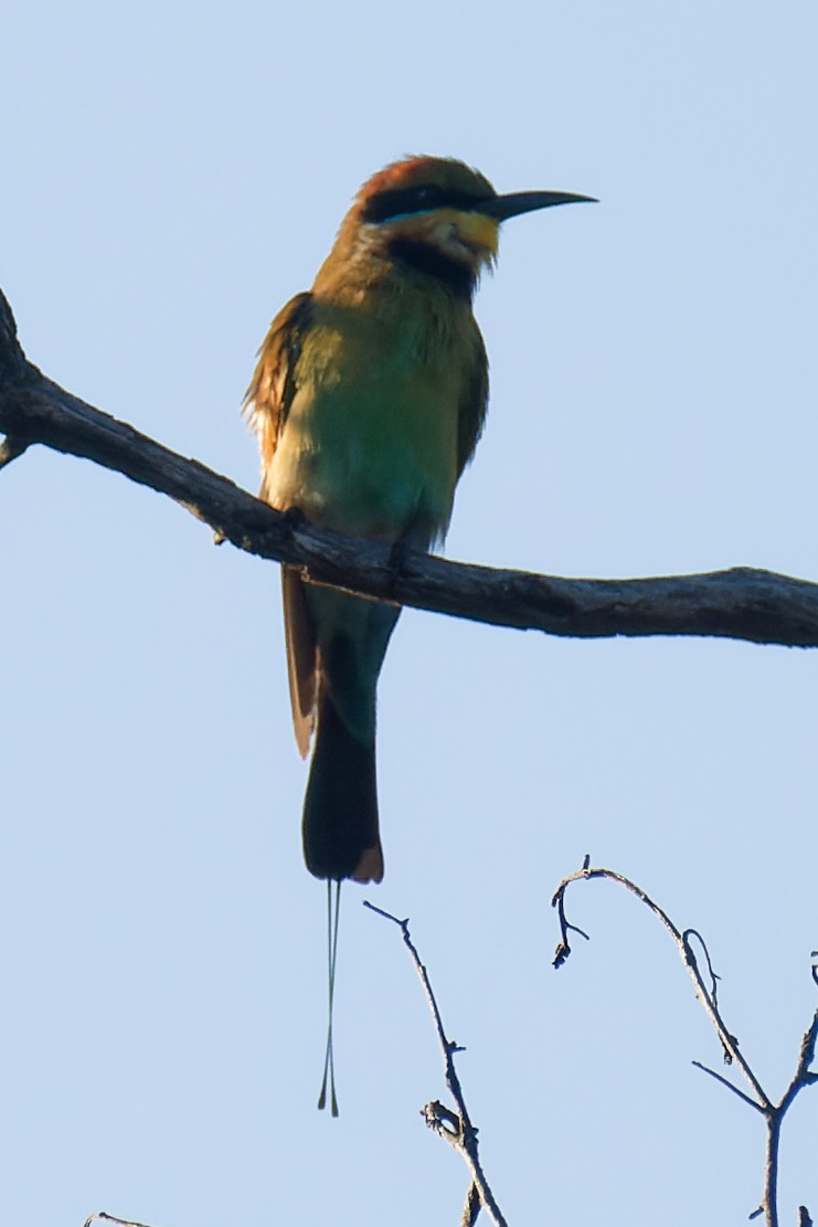 Rainbow Bee-eater - ML617541454