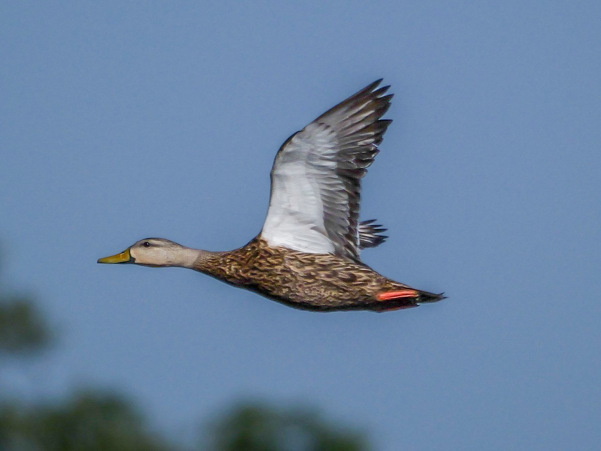 Mallard/Mottled Duck - Roger Horn
