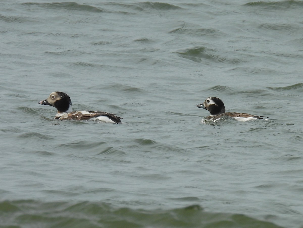 Long-tailed Duck - ML617541498