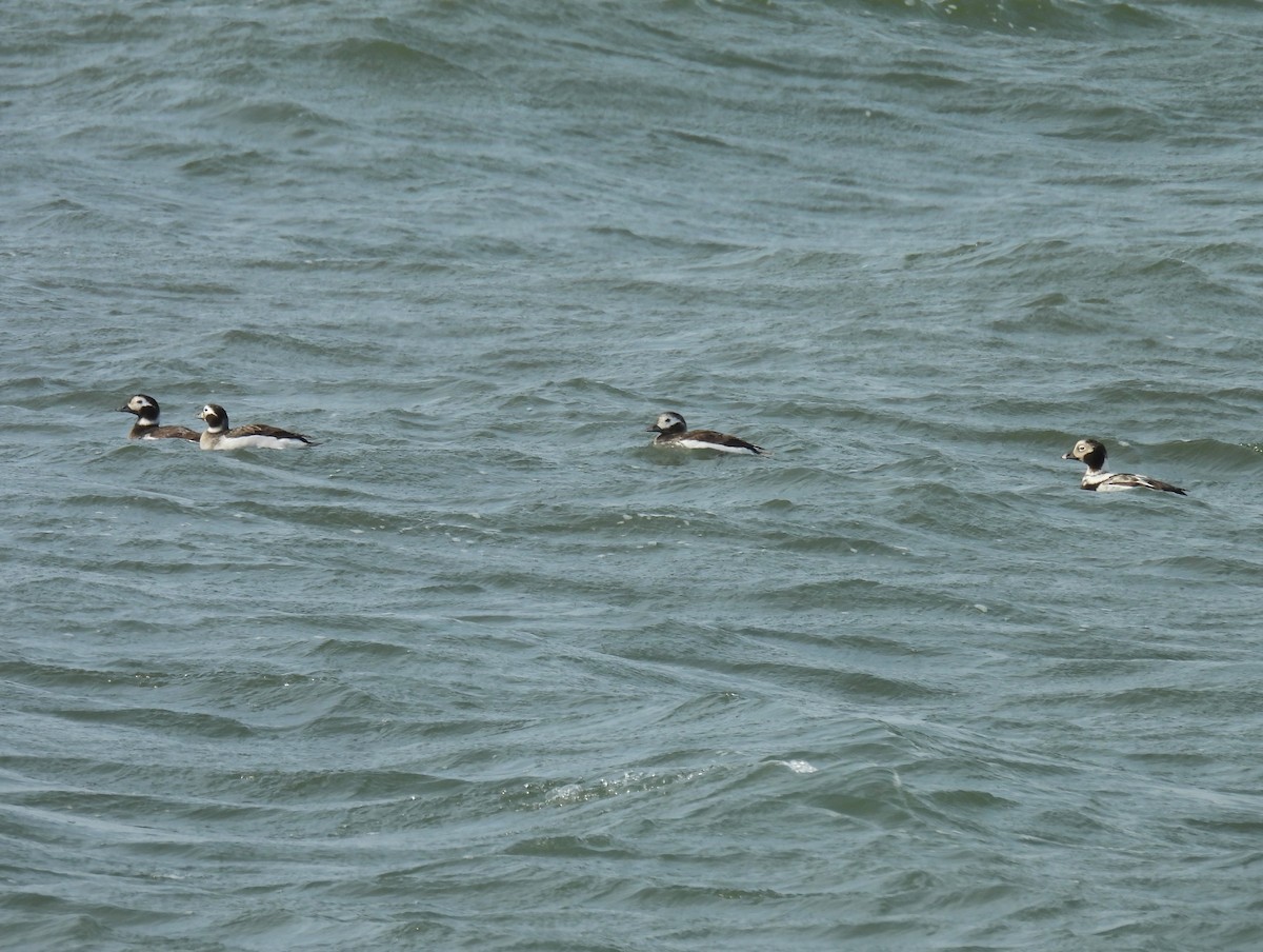 Long-tailed Duck - ML617541500
