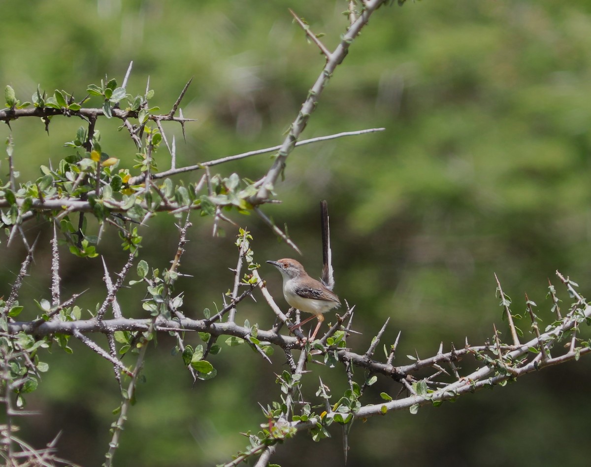 Red-fronted Prinia - ML617541514