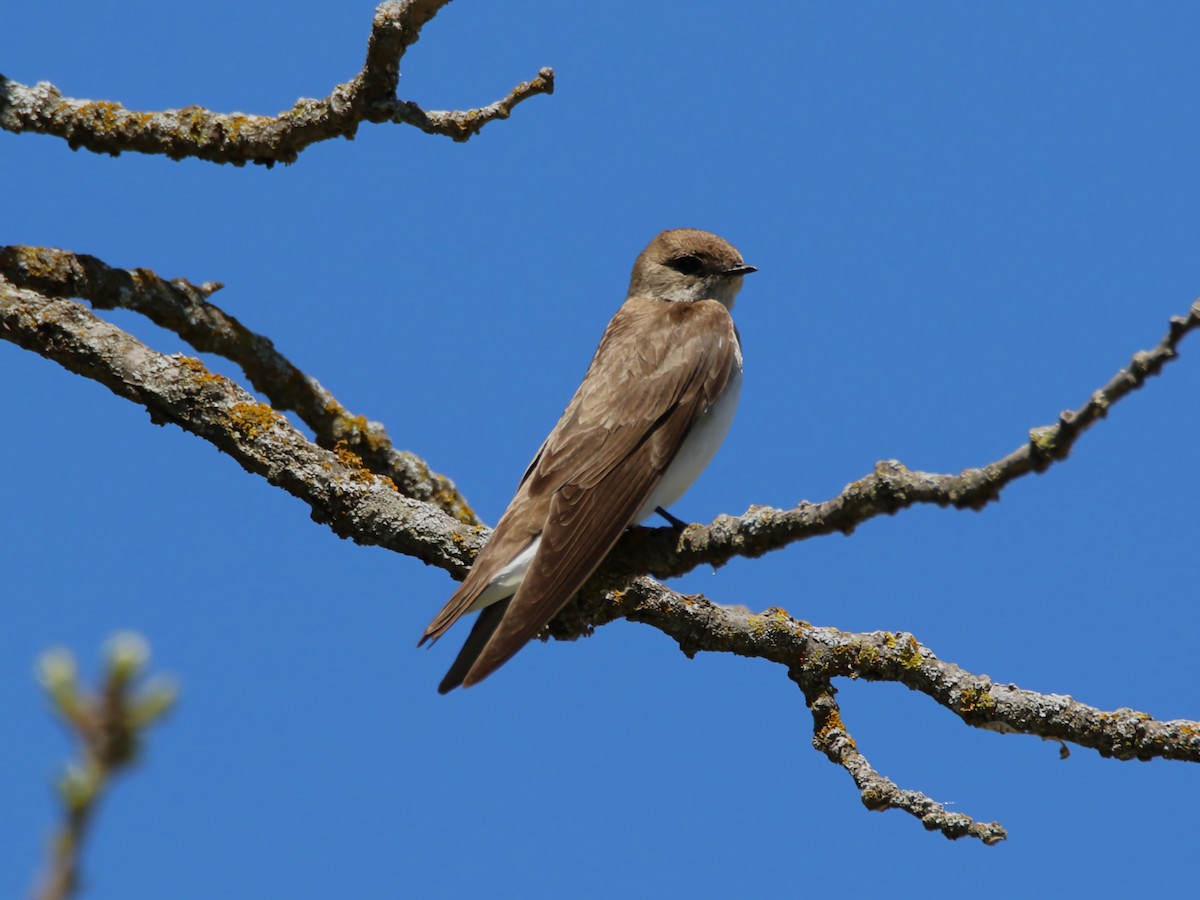 Northern Rough-winged Swallow - ML617541529
