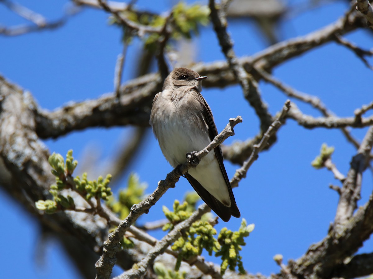 Northern Rough-winged Swallow - ML617541531