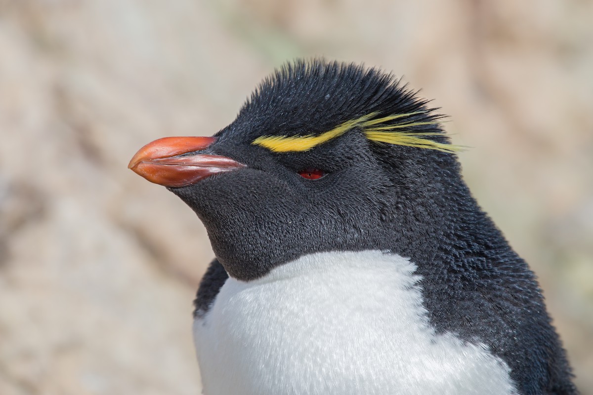 Southern Rockhopper Penguin - ML617541589