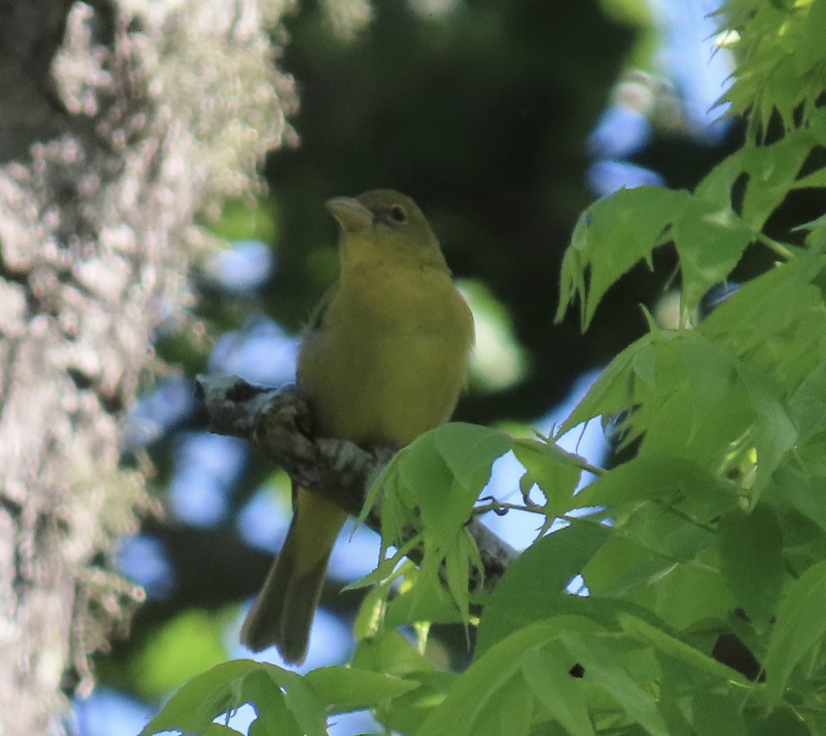 Summer Tanager - Laurel Smith