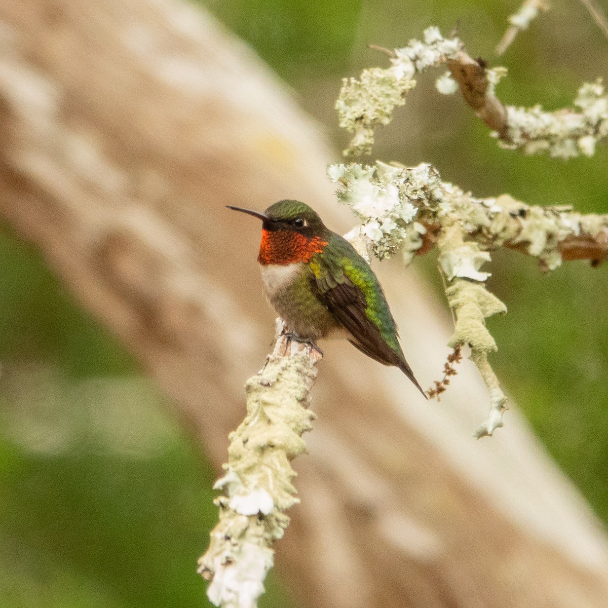 Ruby-throated Hummingbird - ML617541594