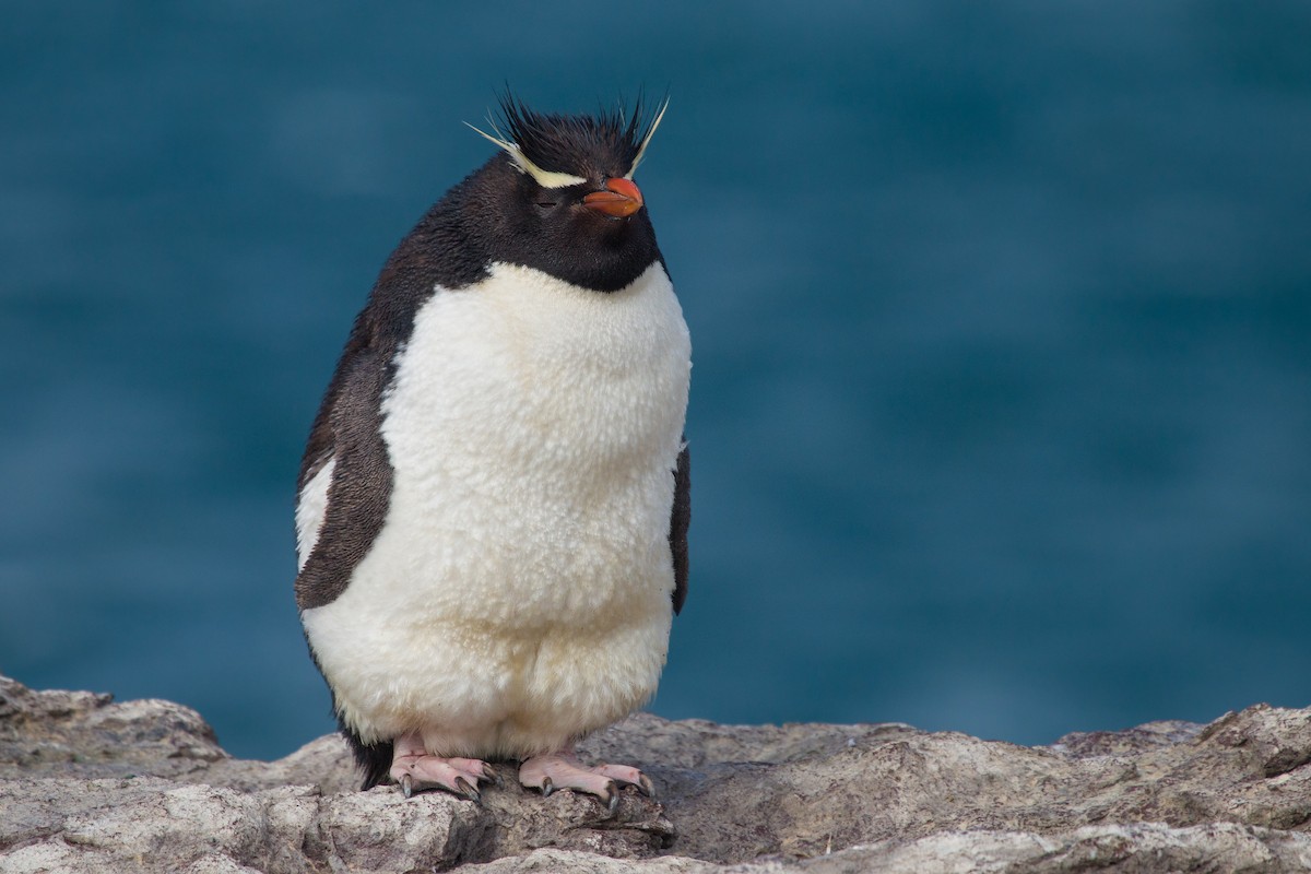 Пінгвін чубатий - ML617541595