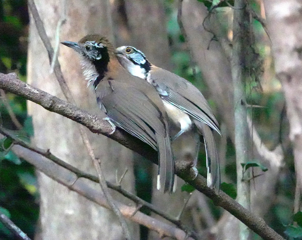 Greater Necklaced Laughingthrush - ML617541601