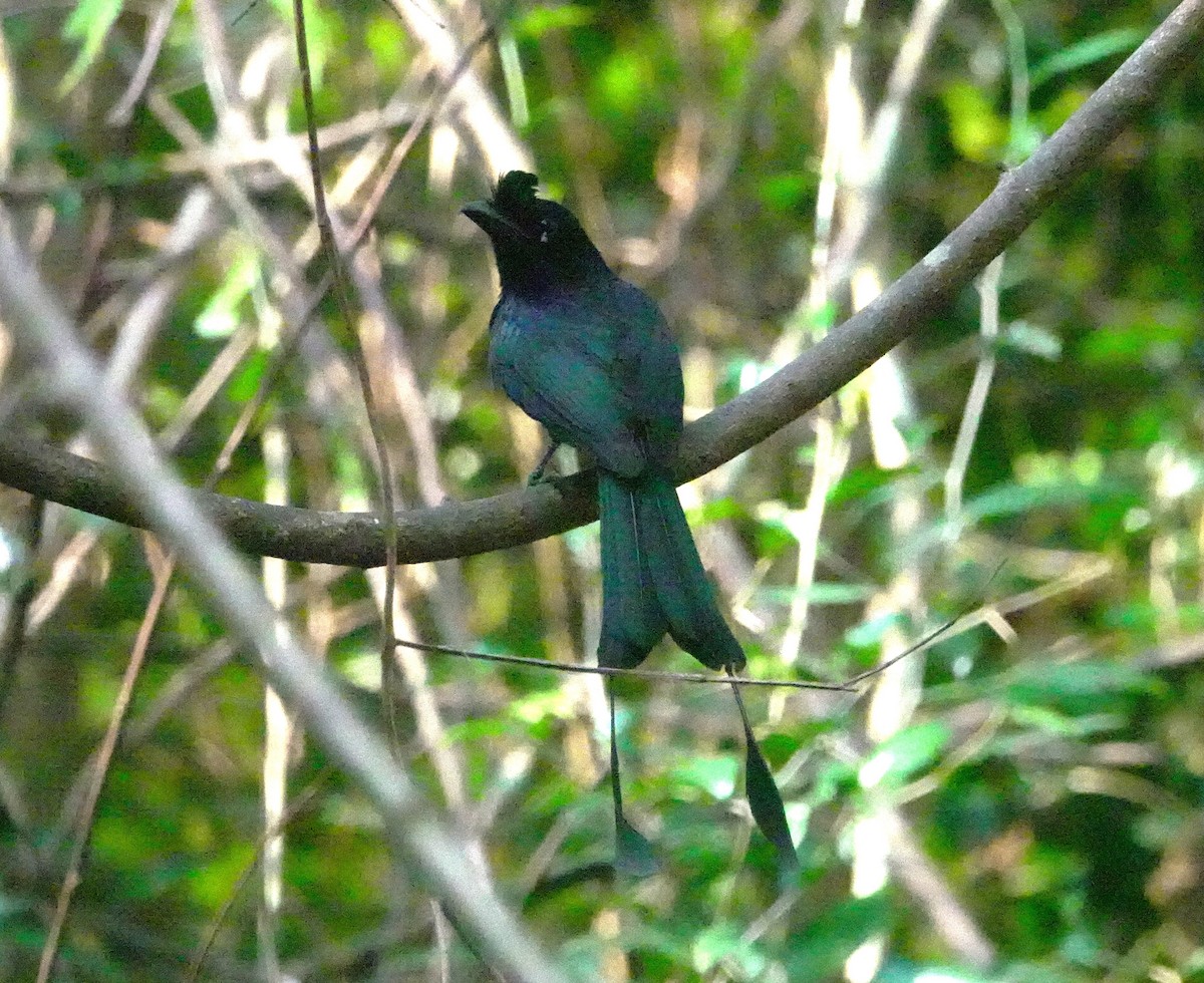 Greater Racket-tailed Drongo - ML617541648