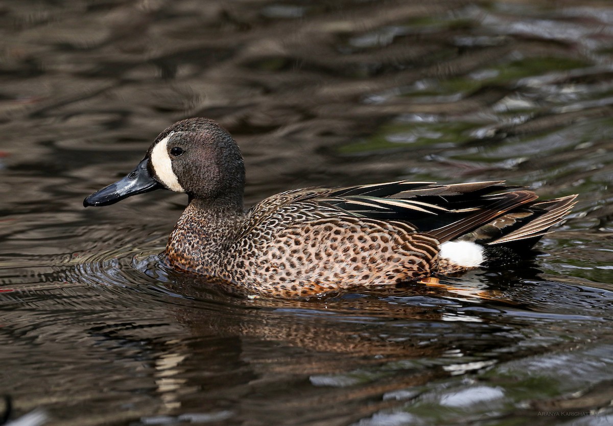 Blue-winged Teal - ML617541698