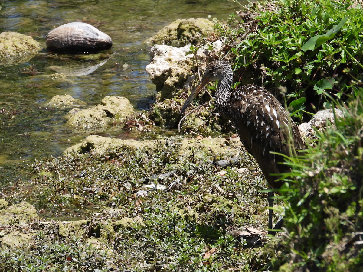 Limpkin (Speckled) - Tracy Mosebey